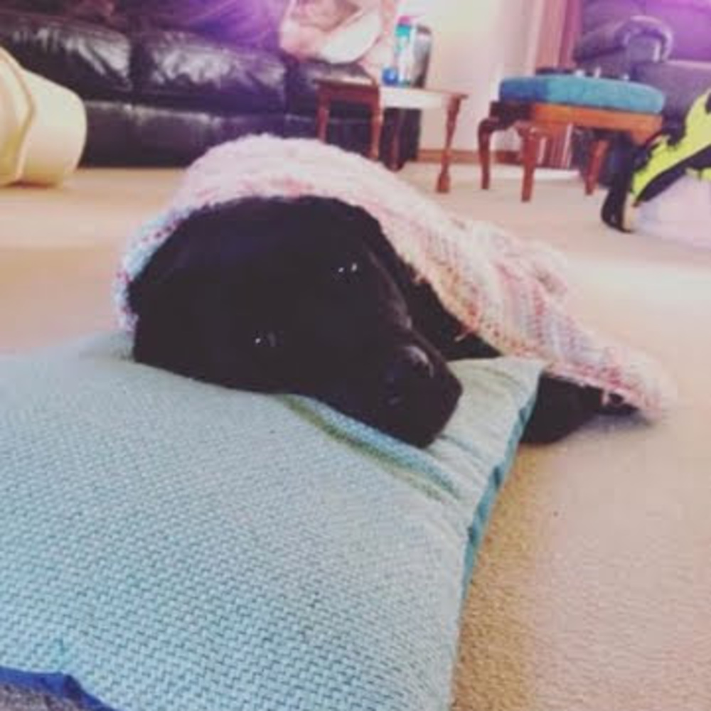 Meet your Posher, Lilly is a goat!